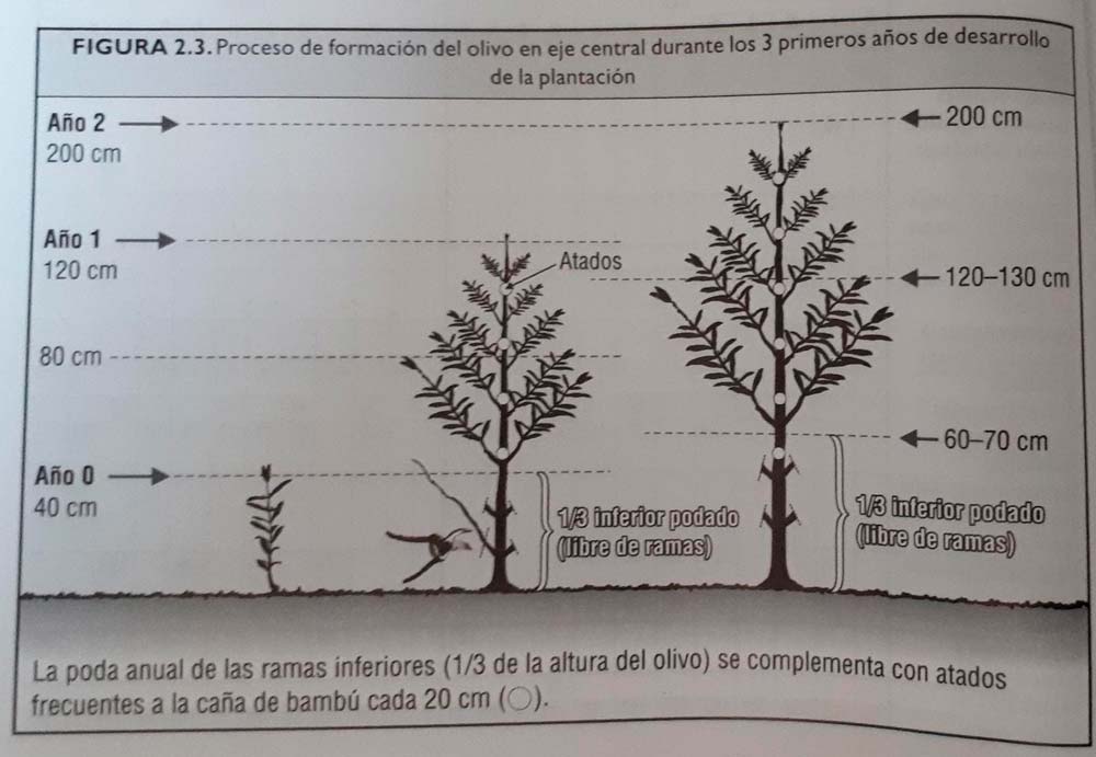 Consejos Para El Manejo De Una Plantaci N De Olivar Superintensivo