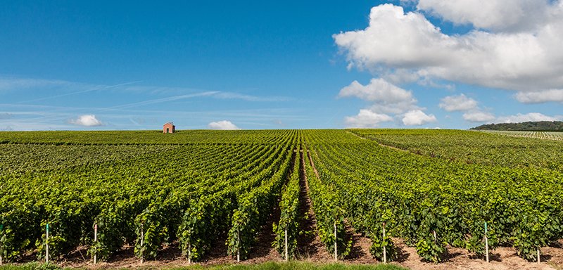 Nuevo régimen de autorizaciones de plantación del viñedo