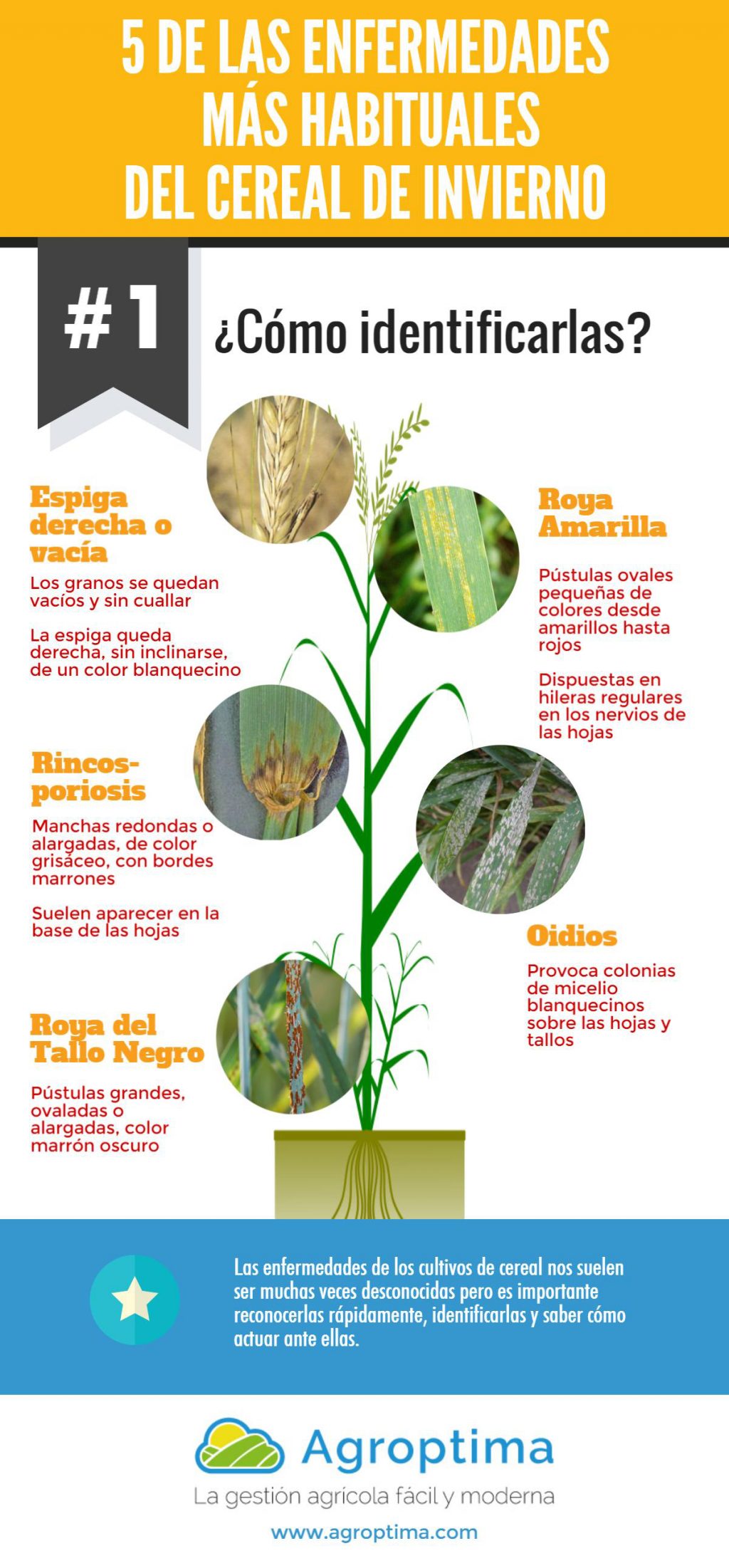 Las enfermedades más habituales del cereal