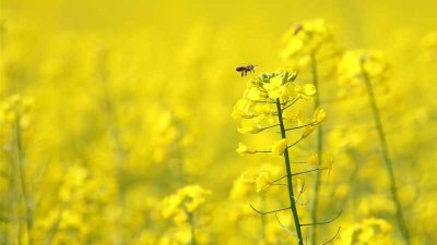 5 de las principales plagas de la colza en primavera