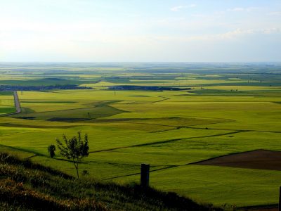 ¿Conoces las últimas novedades sobre el Greening?