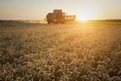 Un agricultor bate el récord mundial de rendimiento de trigo con 16,5 t/ha