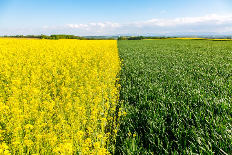 calculer le roi du ferme