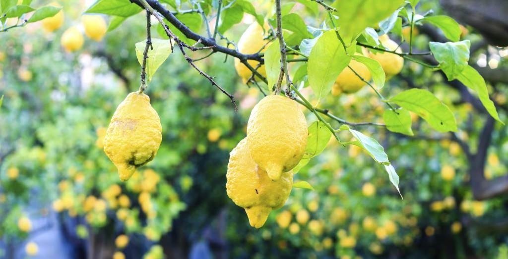 Tipos de abono para frutales