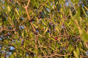 Enfermedades del olivo y sus tratamientos