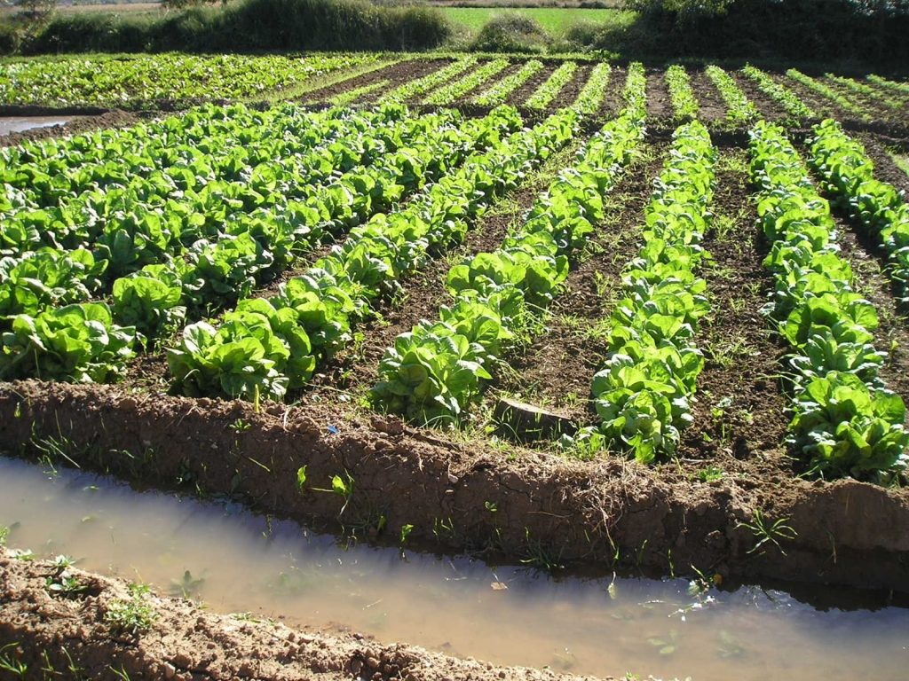 Ayudas agricultura ecológica