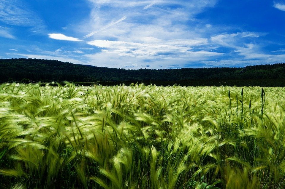 El cultivo de cebada