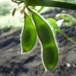 el cultivo de soja es una de las semillas sagradas