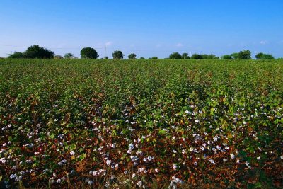 Seguros agrarios