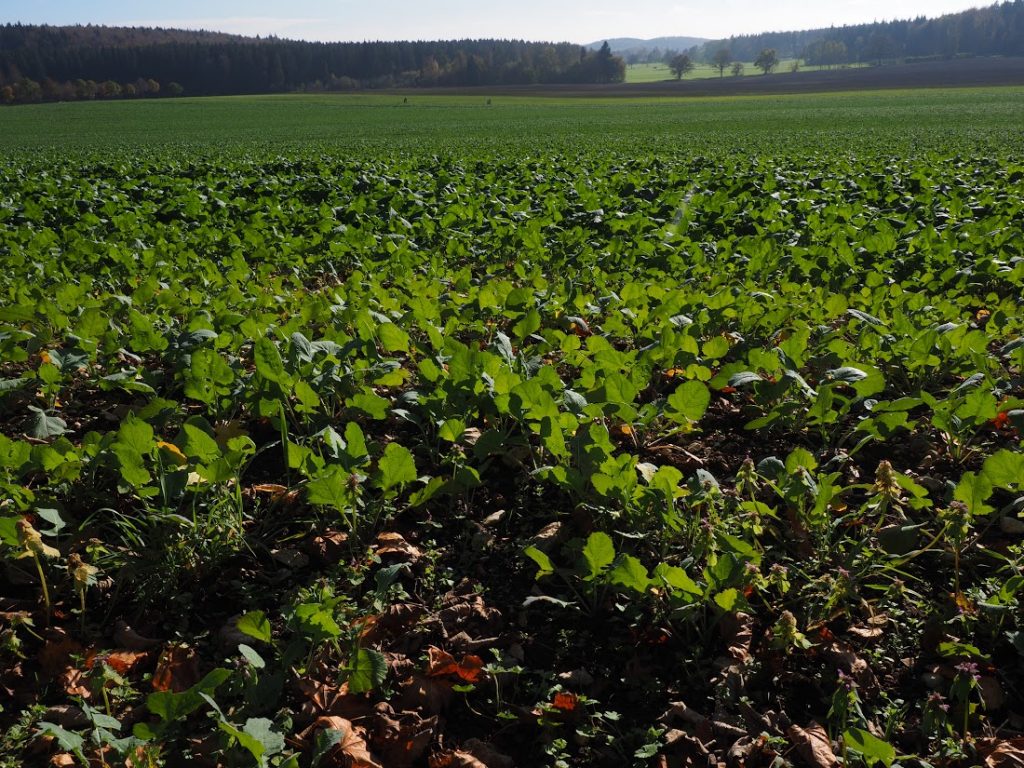 Tipos de abono para la agricultura