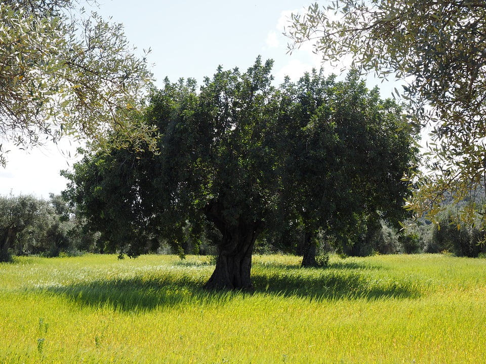 Tratamientos fitosanitarios del olivo