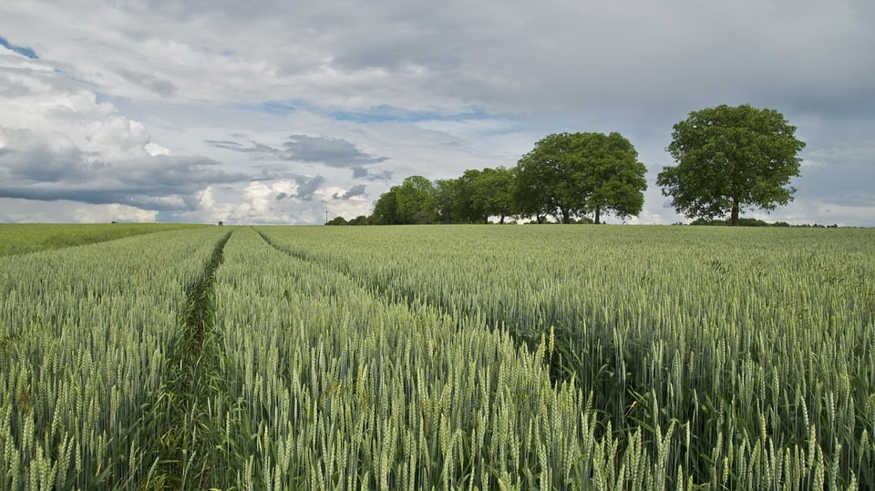 Agricultura biodinámica