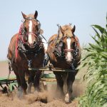 Agricultura tradicional y moderna