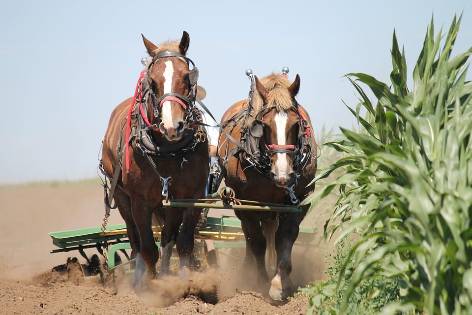 Características de la agricultura tradicional y moderna