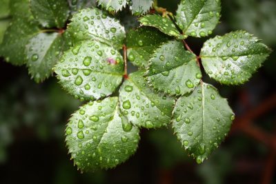 Ventajas, desventajas y consejos para la fertilización foliar