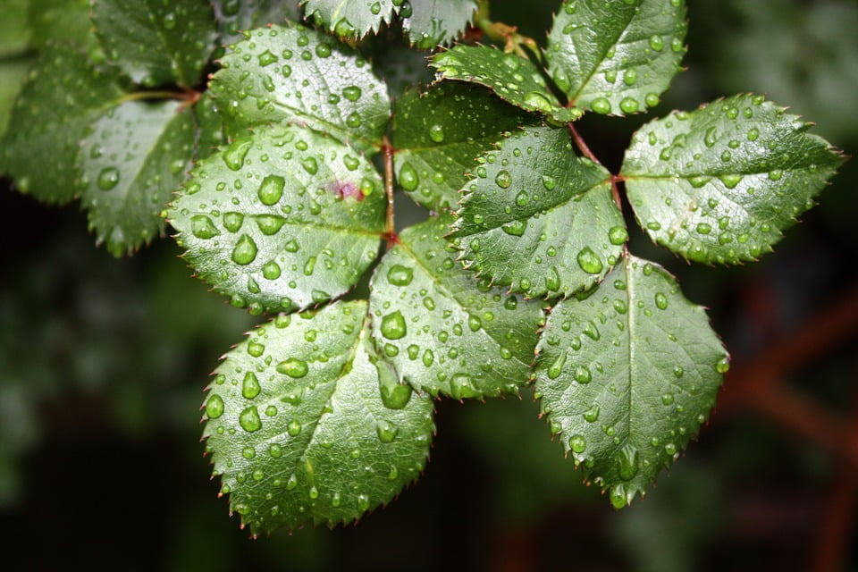 Fertilización Foliar