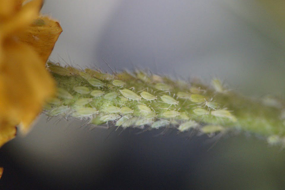 Tipos de plagas agrícolas: aprende a identificarlas