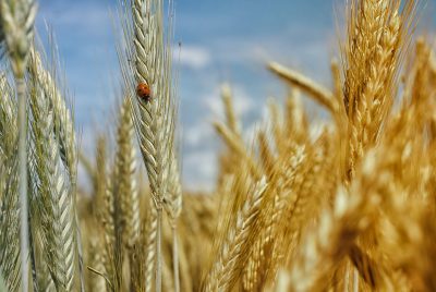 Cultures de céréales, soins à prendre à en compte