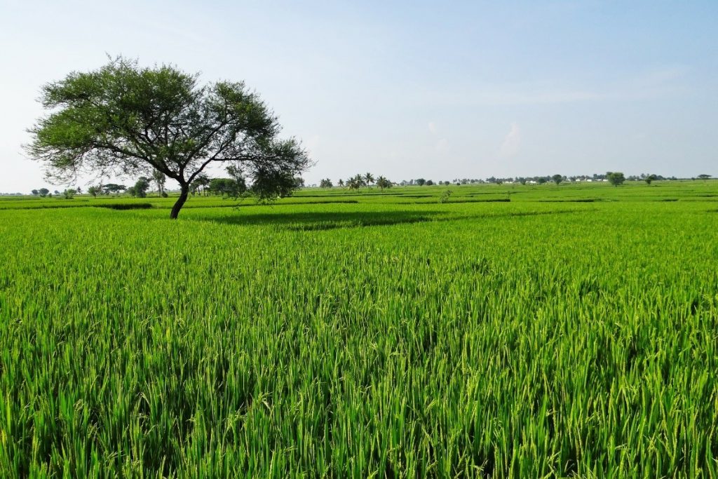 cultivo de arroz