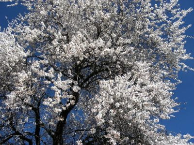 El Cultivo del almendro