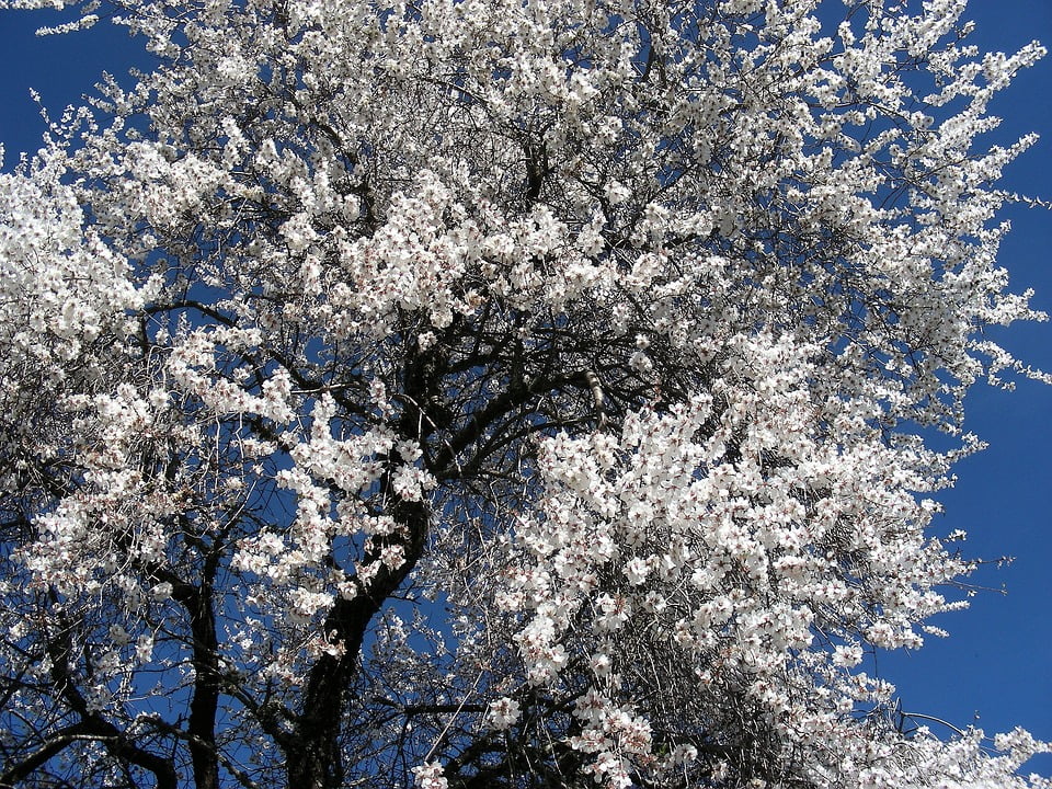 cultivo del almendro