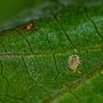 filoxera de la vid