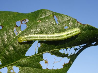 Qu’est-ce que la trophobiose et comment affecte-t-elle l’activité agricole