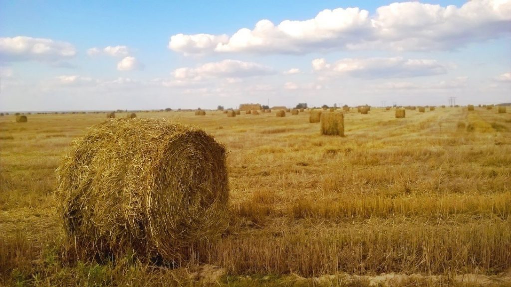 Todo sobre la agricultura de subsistencia