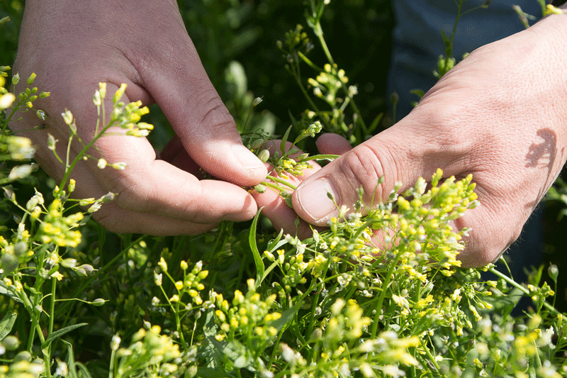 cultivo camelina