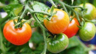 Todo lo que debes saber sobre las plagas del tomate