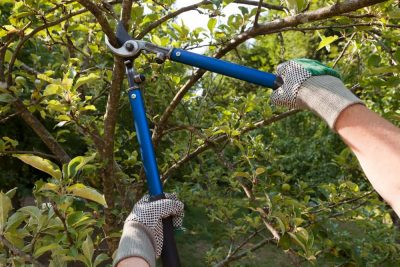 ¿Cómo podar los árboles frutales?