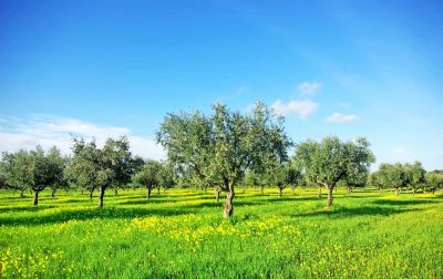 Cómo afecta la gomosis en los frutales