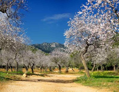 Todo lo que debes saber de la gomosis del almendro