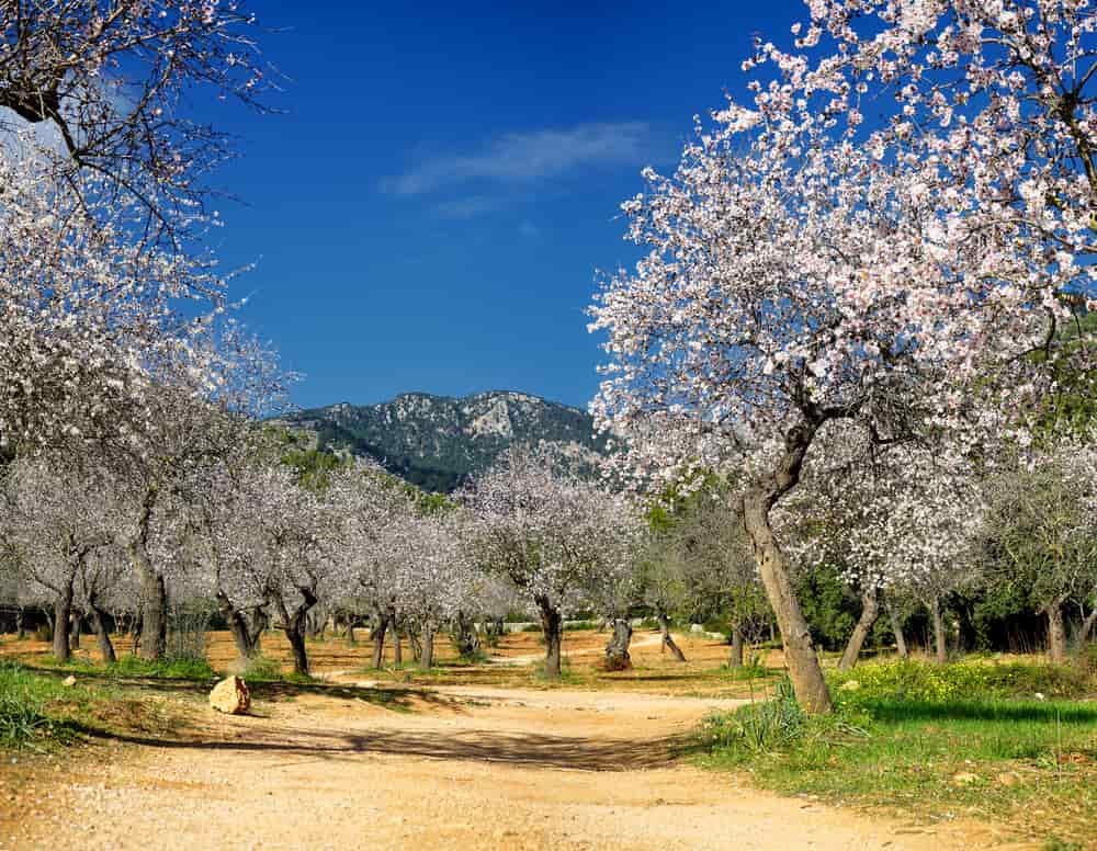 Todo lo que debes saber de la gomosis del almendro