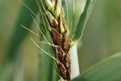 Los peligros del carbón volador del trigo y como prevenirlo