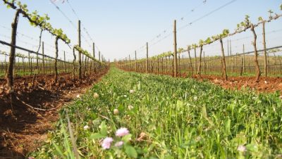 Cubiertas vegetales: Protege tus plantaciones de la erosión