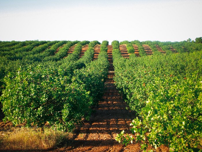 El cultivo del pistacho: todo lo que debes saber