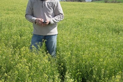 El cultivo de camelina: la opción rentable a los cultivos de secano