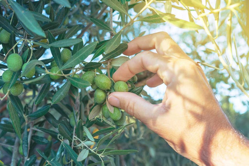 Heladas en los olivos