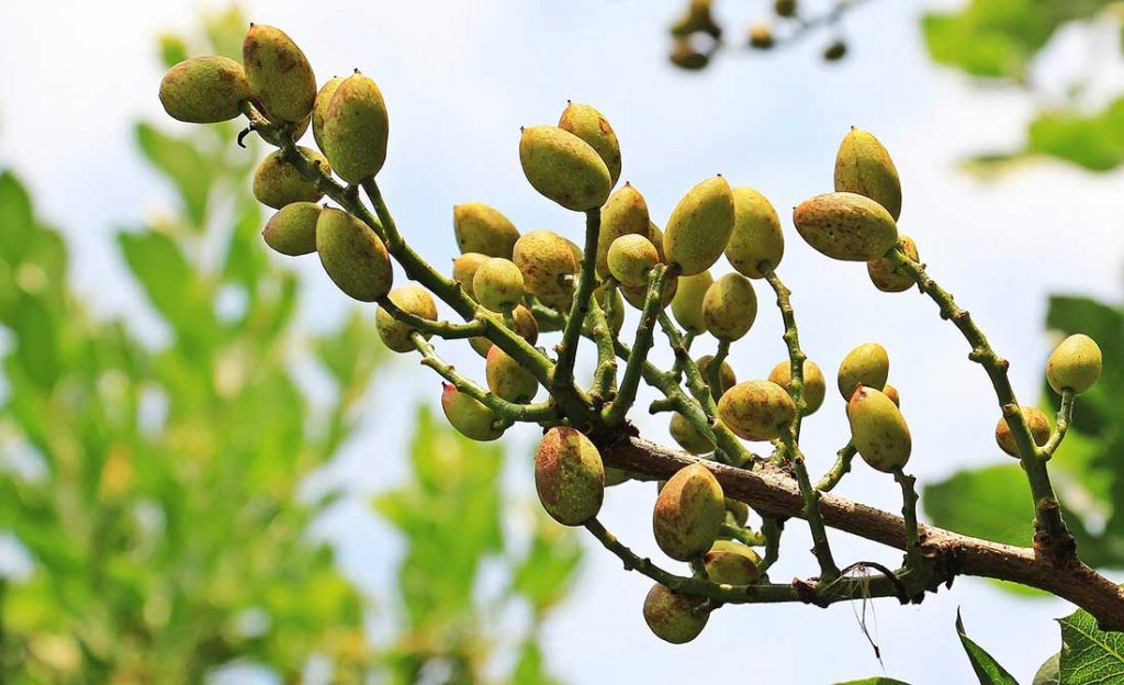 Producción de pistachos