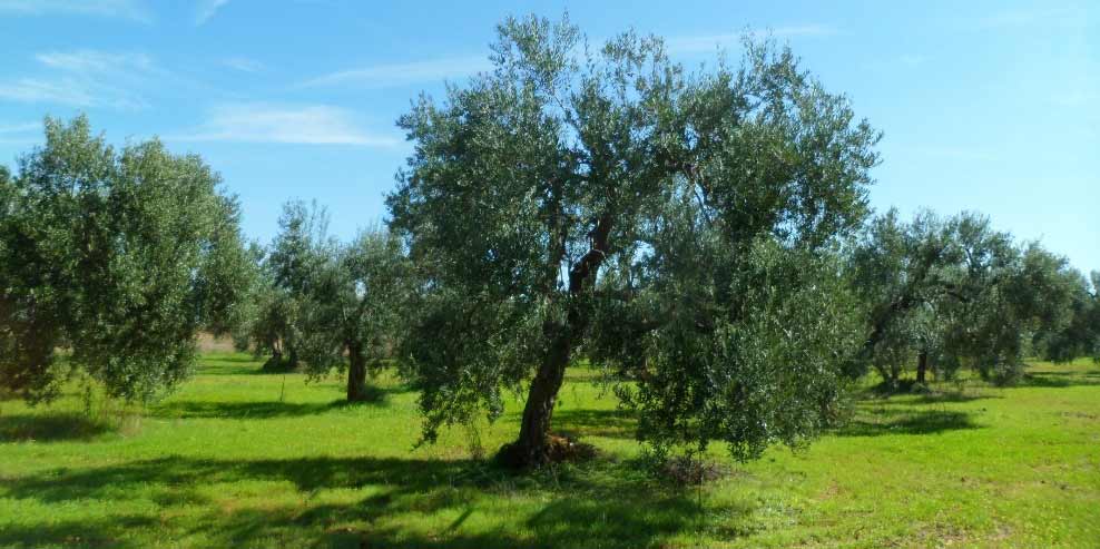 Fer agricultura ecològica a Catalunya: el CCPAE