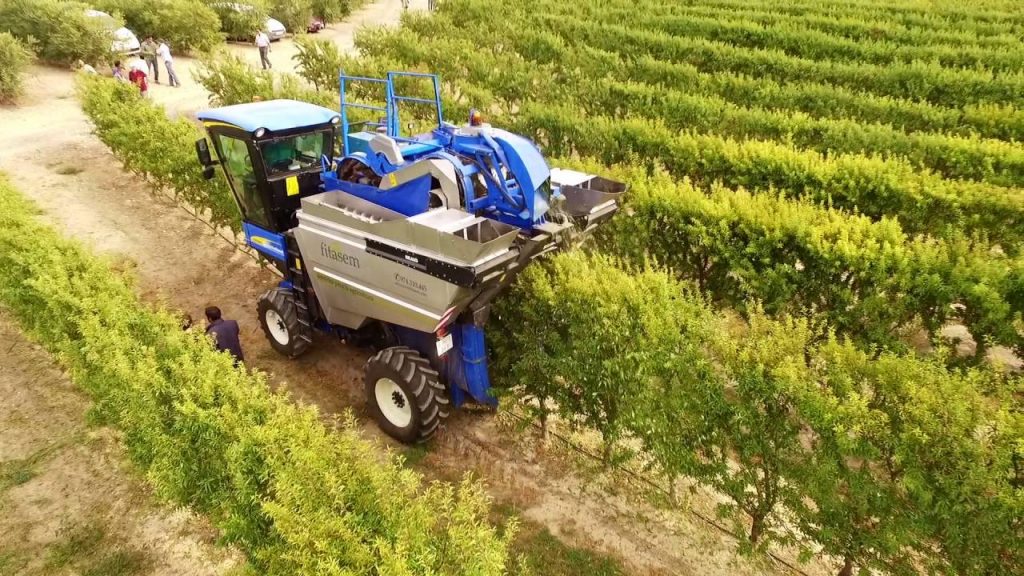 Rentabilidad del almendro: una alternativa para los agricultores de regadío