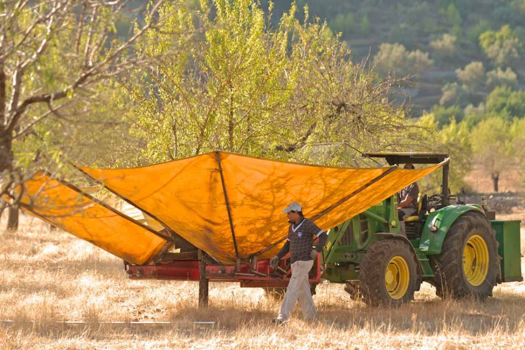 Precios del almendro: ¿un cultivo rentable o una burbuja especulativa?