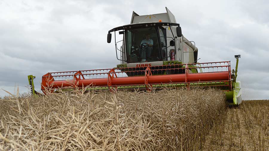 Un agricultor bate su propio récord mundial de cosecha de colza con más de 7 t/ha