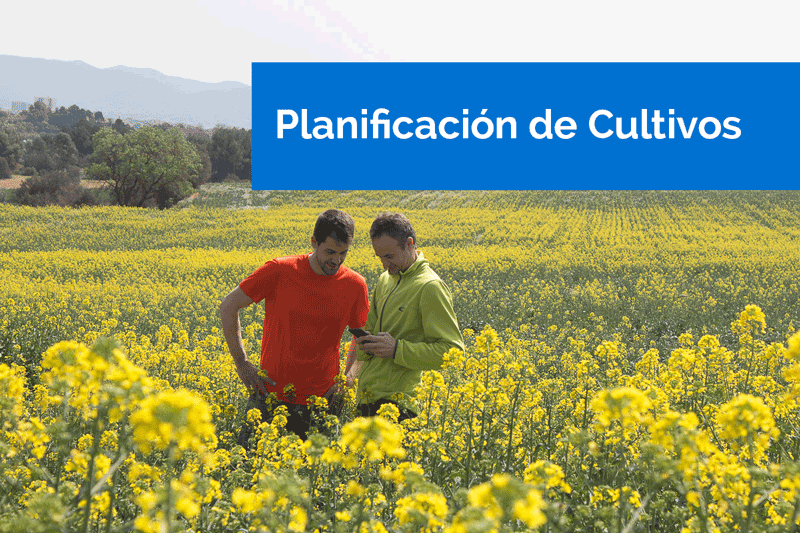 Planificación de cultivos: clave del éxito en explotaciones agrícolas