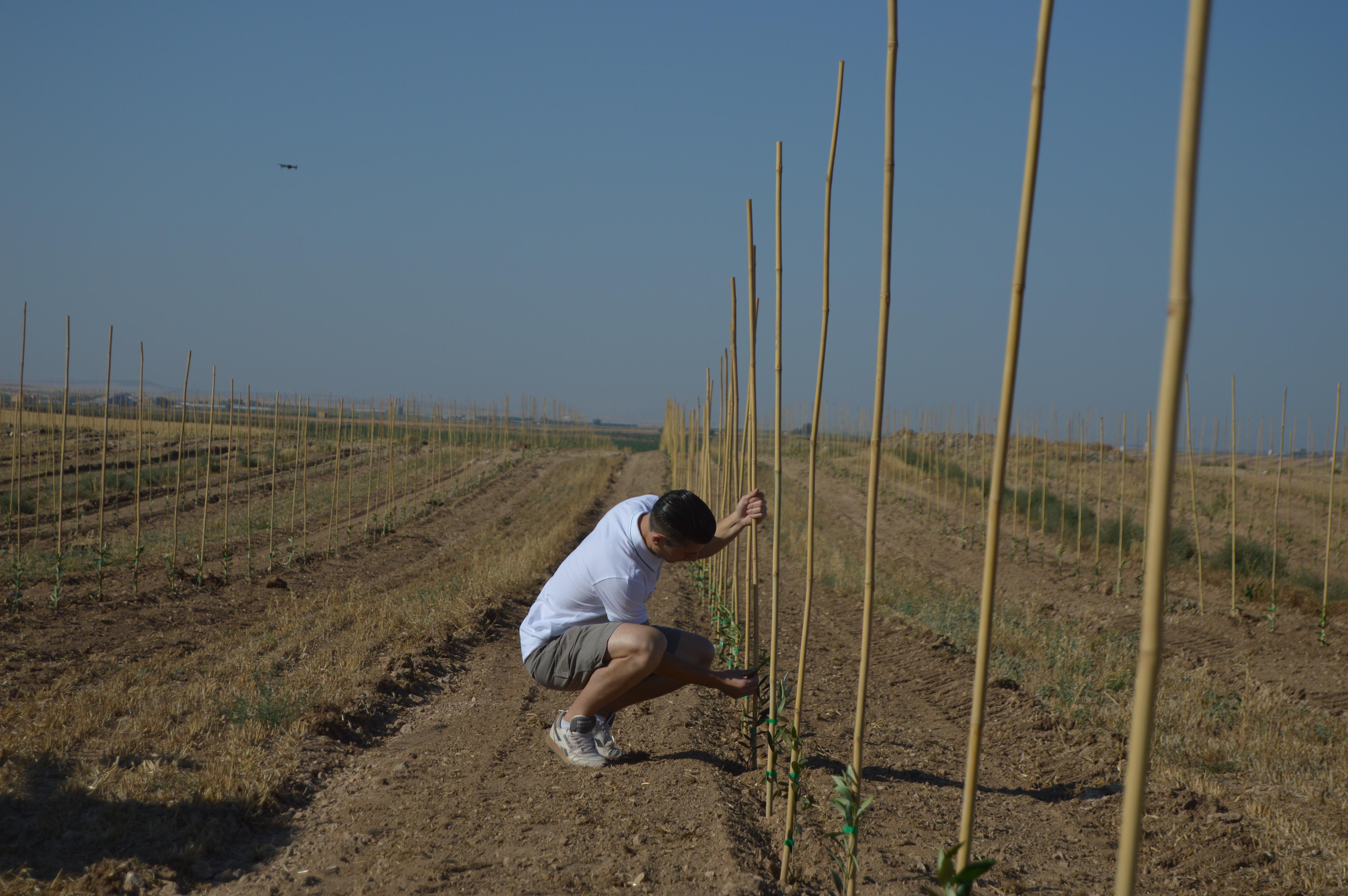 plantacion-planidicacion-olivar-superintensivo