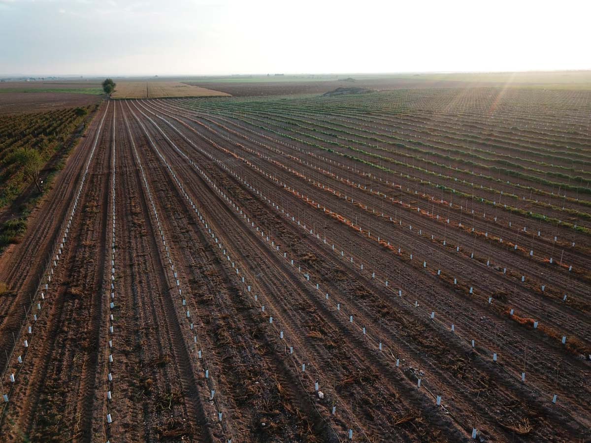 consejos-plantacion-olivar-superintensivo