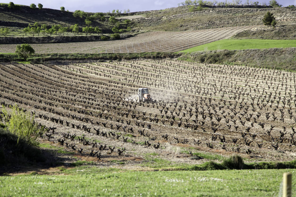 Abono para viña: logra mayor producción con la misma calidad