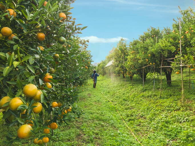 los mejores fertilizantes para citricos