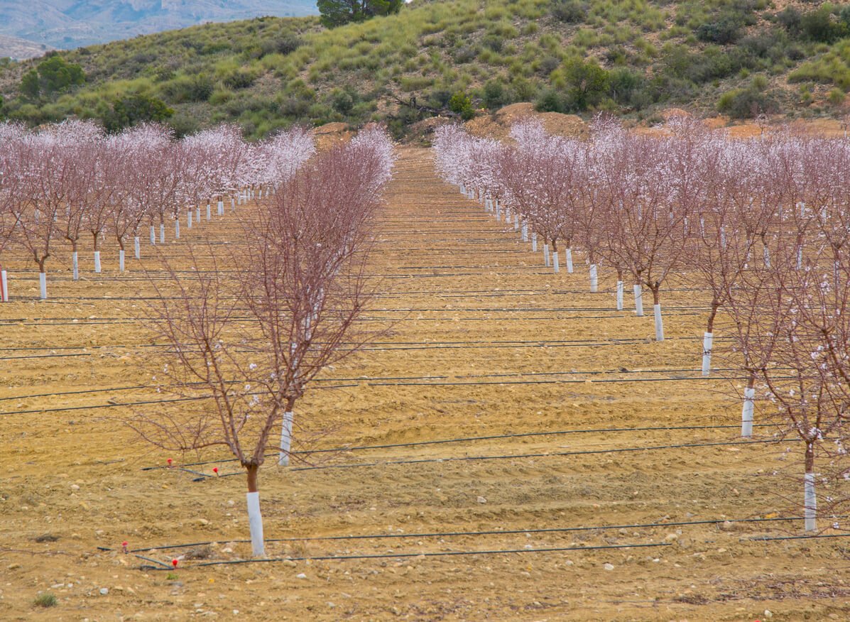 Plantación de almendros: claves para el éxito